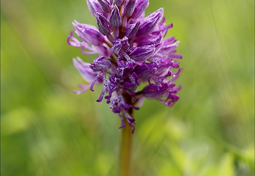 Orchis militaris 19-04-24 01 (526 visits) Orchis militaris 19-04-24 01