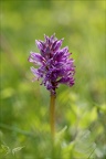 Orchis militaris 19-04-24 01