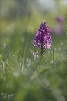 Orchis militaris 19-04-24 04