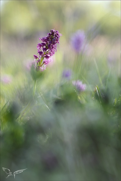 Orchis simia x anthropophora_19-04-24_02.jpg