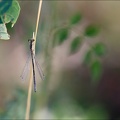 Ischnura elegans ♀imm.jpg