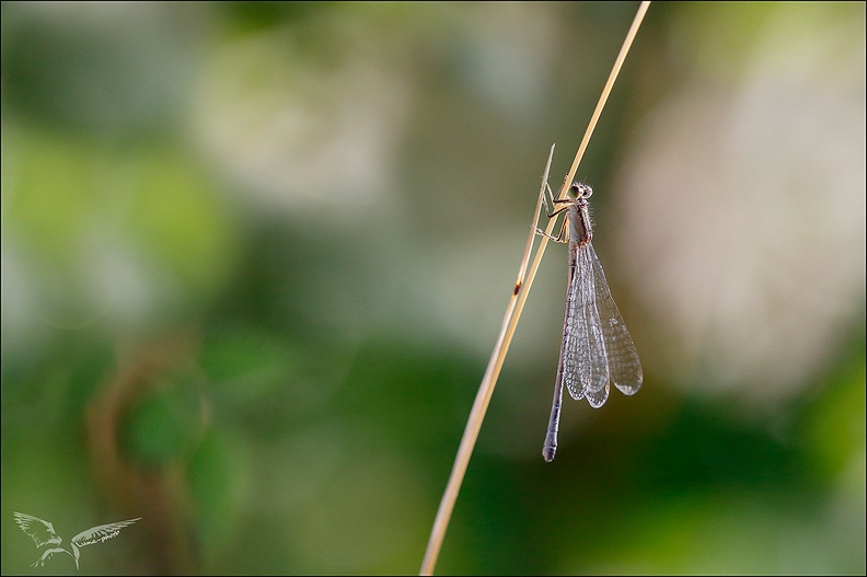 Ischnura elegans ♀imm-.jpg