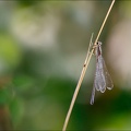 Ischnura elegans ♀imm-