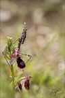 Ophrys drumana et diablotin 27-04-24 16