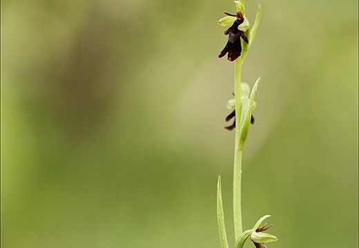 Ophrys insectifera 27-04-24 03 (626 visits) Ophrys insectifera 27-04-24 03