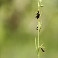 Ophrys  insectifera 27-04-24 03
