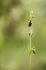 Ophrys  insectifera 27-04-24 03