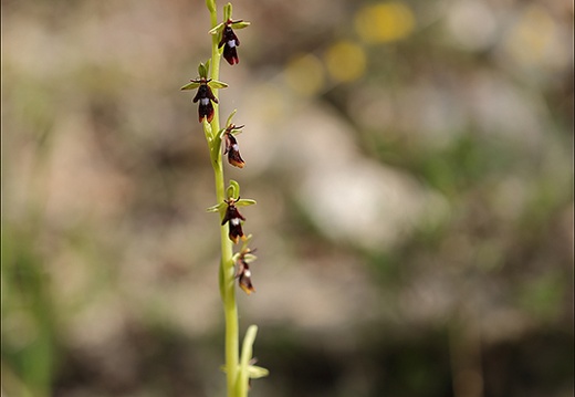 Ophrys insectifera 27-04-24 06 (764 visits) Ophrys insectifera 27-04-24 06