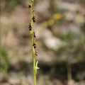 Ophrys  insectifera 27-04-24 06