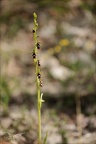 Ophrys  insectifera 27-04-24 06