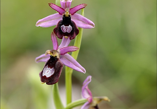 Ophrys drumana 27-04-24 07 (427 visits) Ophrys drumana 27-04-24 07
