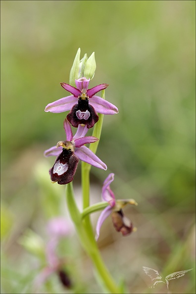 Ophrys drumana_27-04-24_07.jpg