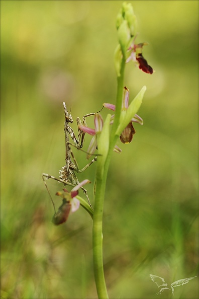 Ophrys drumana et diablotin_27-04-24_20.jpg