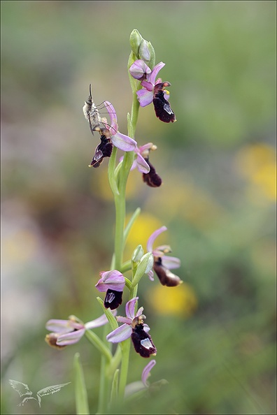 Ophrys drumana_27-04-24_10.jpg