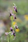 Ophrys drumana 27-04-24 10