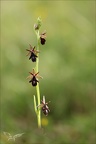 Ophrys drumana x insectifera 27-04-24 06