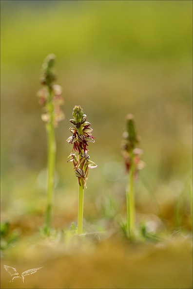 Orchis anthropophora_27-04-24_04.jpg