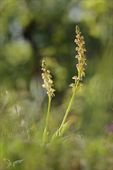 Orchis anthropophora_27-04-24_02.jpg