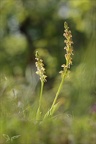 Orchis anthropophora 27-04-24 02