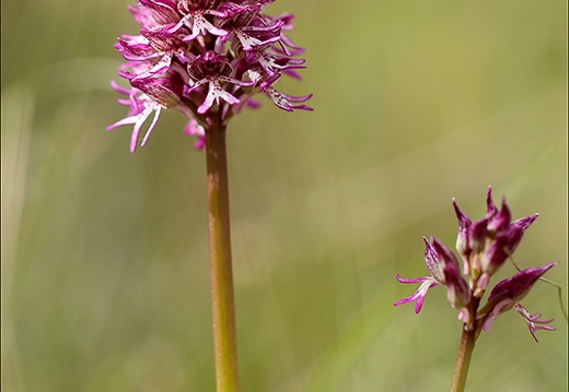 Orchis militaris x purpurea 27-04-24 03 (889 visits) Orchis militaris x purpurea 27-04-24 03