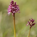Orchis militaris x purpurea_27-04-24_03.jpg
