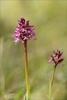 Orchis militaris x purpurea 27-04-24 03