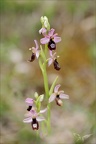 Ophrys drumana 27-04-24 11