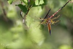 Libellula quadrimaculata ♂