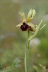 Ophrys sphegodes 25-04-24 15