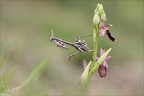 Ophrys drumana et diablotin 27-04-24 19