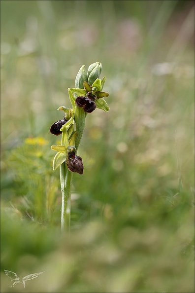 Ophrys sphegodes_25-04-24_13.jpg