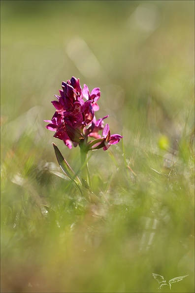 Dactylorhyza sambucina 10-05-24 12