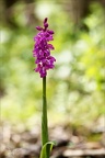 Orchis mascula 08-05-24 12