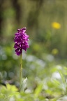 Orchis mascula 08-05-24 10