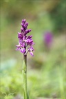 Orchis mascula 08-05-24 21