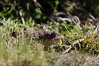 crapaud commun Bufo bufo 08