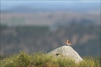 Linotte mélodieuse