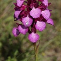 Anacamptis papilionacea grandif 16