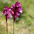Anacamptis papilionacea grandif 10