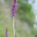 Dactylorhiza elata 05