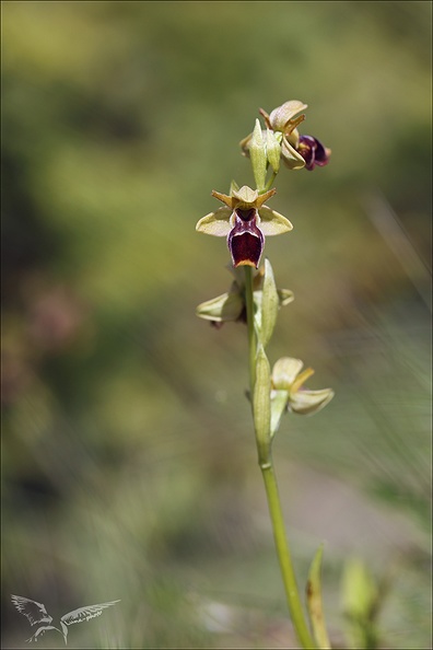 Ophrys picta x incubacea _08.jpg