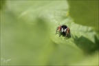 Philaeus chrysops 03