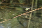 Anax imperator ponte 02