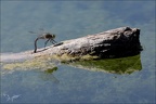Anax parthenope ♀ ponte 06