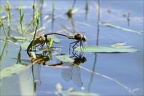 Anax parthenope tandem ponte 09