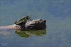 Anax parthenope ♀ prédatée 09