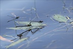 Erythromma najas  12
