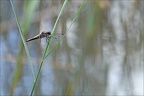 Libellula depressa ♂  03