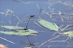 Erythromma najas  08