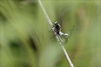 Libellula fulva tandem 02